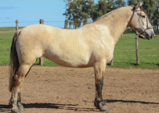 Lote GREDA DE LA COLINA