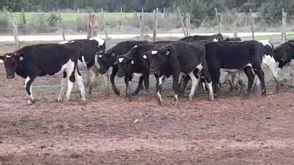 Lote TERNEROS HOLANDO