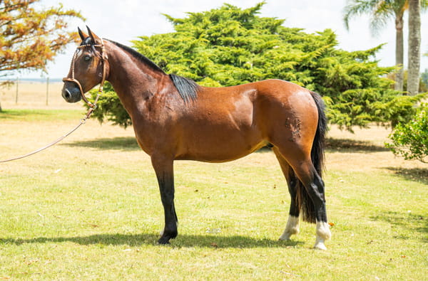 Lote TALERO TROPILLERO