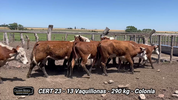 Lote 13 Vaquillonas 1 a 2 años en La Horqueta, Colonia