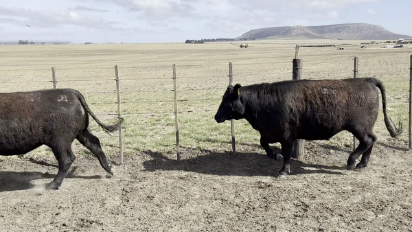 Lote 35 Novillos en Balcarce, Buenos Aires
