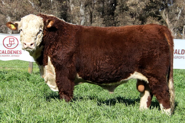 Lote Toro PP
