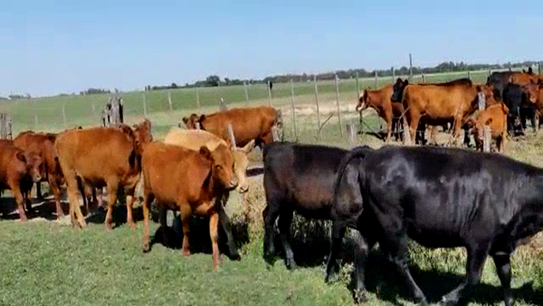 Lote 22 Terneras en Gral. Lamadrid, Buenos Aires