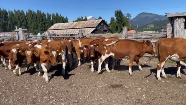 Lote 43 Vaquilla Engorda en Coyhaique, XI Región Aysén