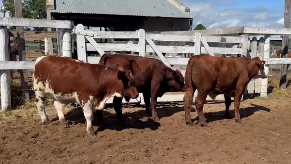 Lote 3 Novillitos en Corrientes, Bella Vista