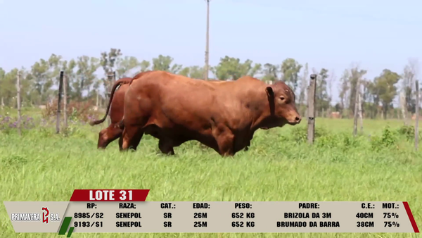 Lote LOTE 31