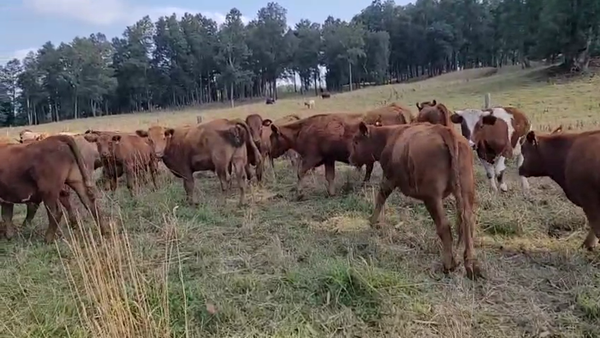 Lote 50 Novillo Engorda en Lago Ranco, XIV Región Los Ríos