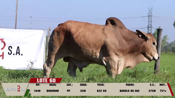 Lote LOTE 60
