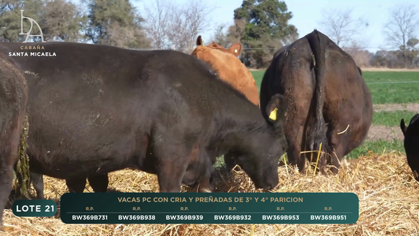 Lote VACAS PC PARIDAS
