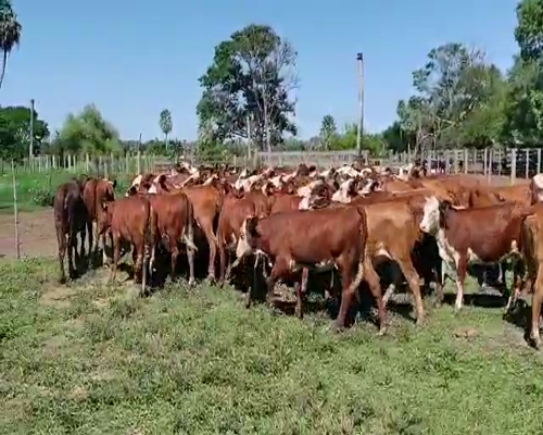Lote 100 Terneras en Gral. San Martín, Chaco
