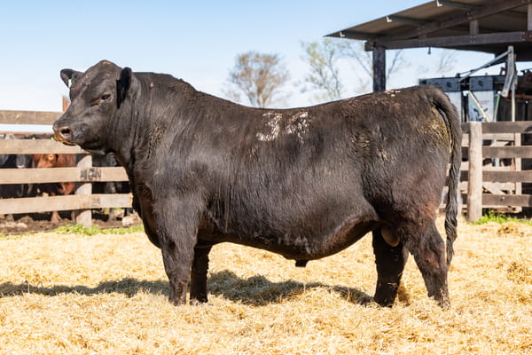 Lote Toro PC