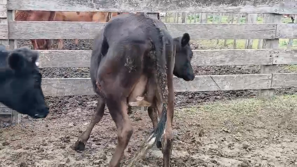 Lote 2 Vaquillonas  450kg - , San José