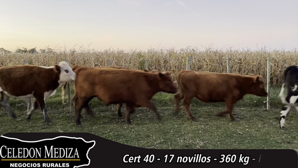 Lote 17 Novillos 1 a 2 años en Flores