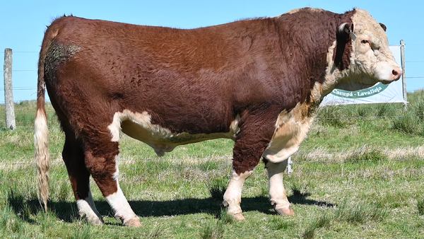 Lote 3 TOROS PUROS DE ORIGEN 2 AÑOS