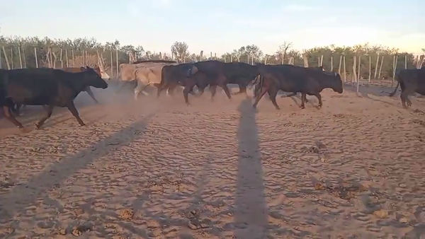 Lote 38 Vacas de invernar