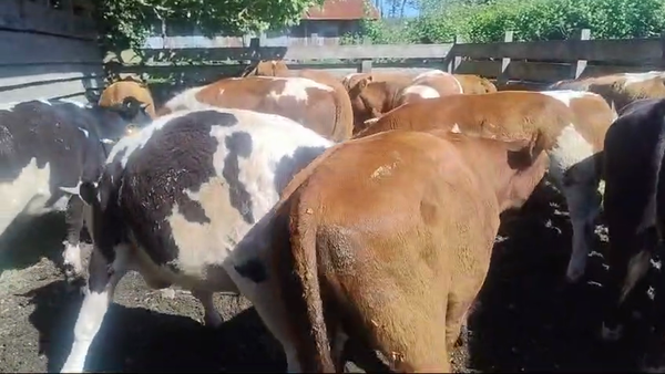 Lote 20 Novillo Engorda en Mariquina, XIV Región Los Ríos