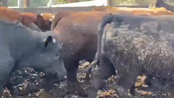 Lote 45 Novillo Gordo en Litueche, VI Región O'Higgins