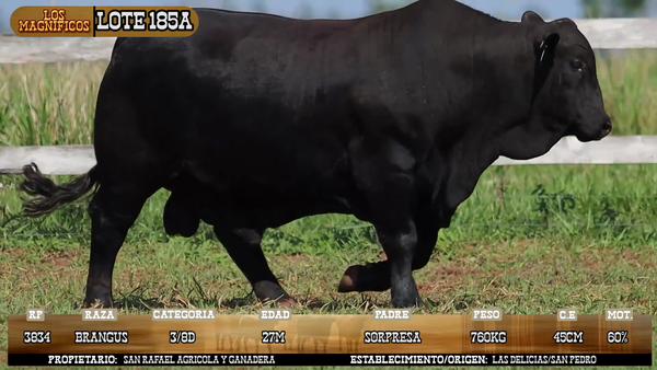 Lote LOTE 185 A