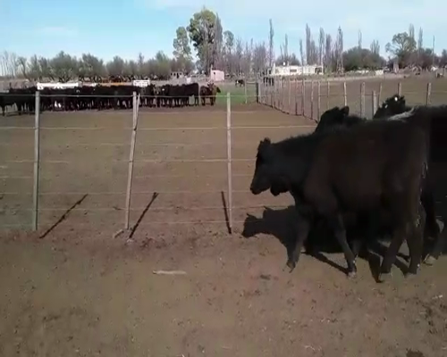 Lote 50 Terneros en Mayor Buratovich, Buenos Aires