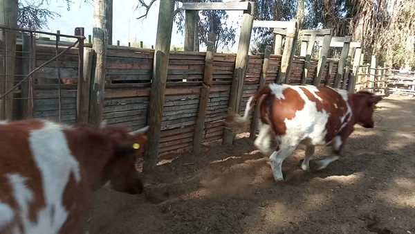 Lote 58 Ternera en Casablanca, V  Región Valparaíso