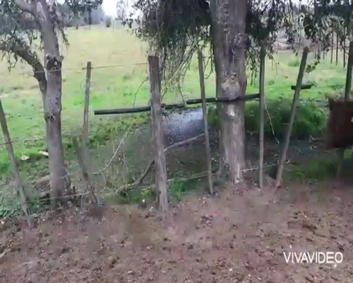 Lote 24 Novillitos en La Plata, Buenos Aires