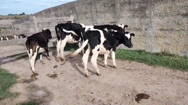 Lote 4 Terneros, San José