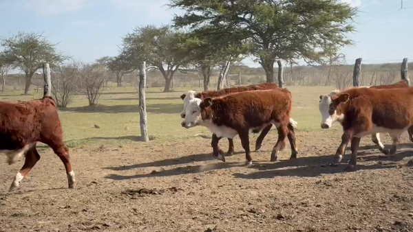 Lote 125 Terneros en Corrientes, Mercedes
