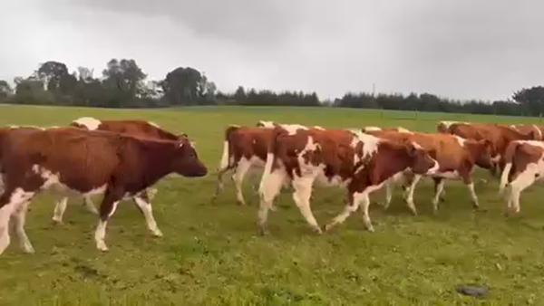 Lote 40 Ternera en Maullín, X Región Los Lagos