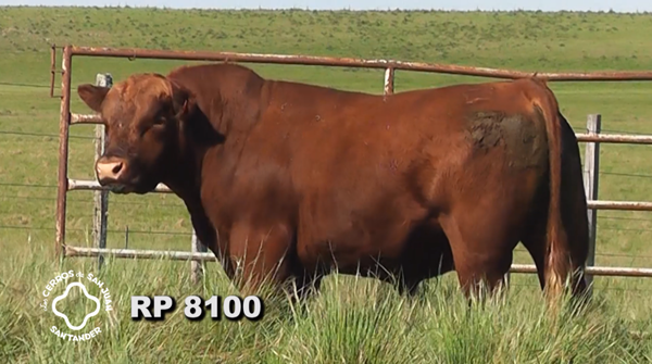 Lote 2 Toros PI / PO / PC Red Angus, Artigas