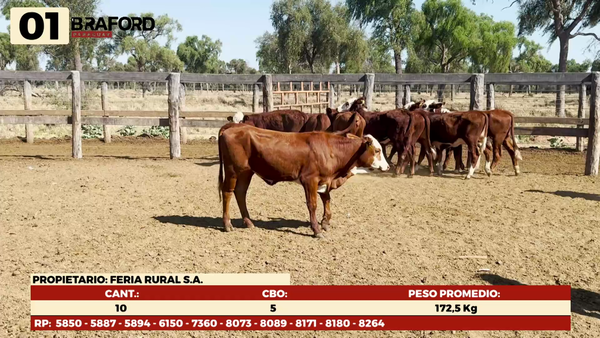 Lote LOTE 1  HEMBRAS TIPO BRAFORD