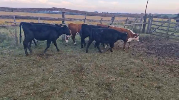 Lote 17 Terneras, San José