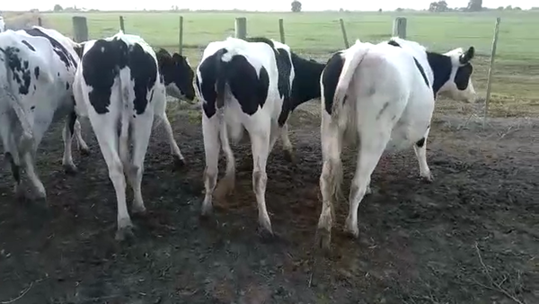 Lote 5 Vaquillonas preñadas Holando Argentino en Sarmiento, Santa Fe