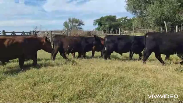 Lote 24 Macho Entero Joven