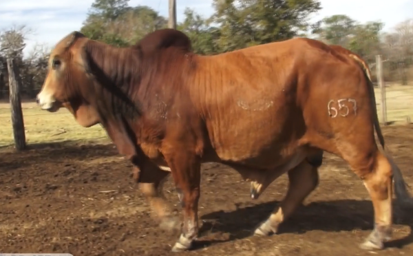 Lote TOROS(CORRAL 32)BRAHMAN "CABAÑA DON TOMAS"