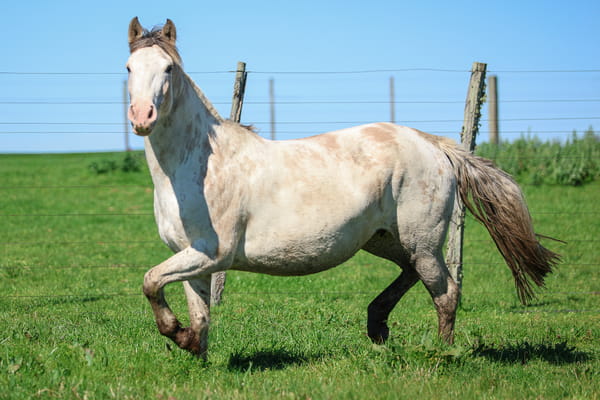 Lote YESQUERO LA TRENZA