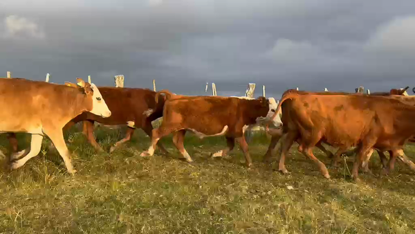 Lote 86 Novillitos