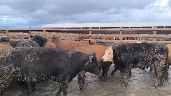 Lote 40 Vaquilla Gorda en Los Ángeles, VIII Región Biobío