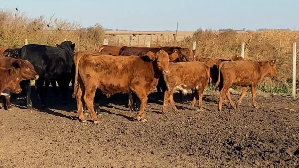 Lote 77 Novillitos