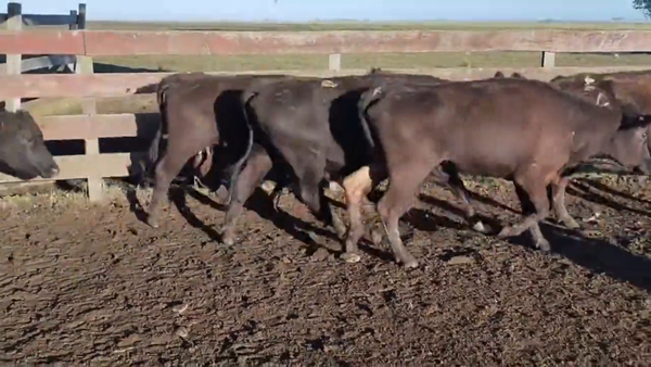 Lote Vacas de Invernada