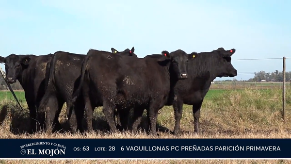 Lote NEGRAS PREÑADAS PARICIÓN PRIMAVERA
