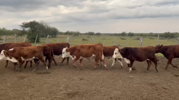 Lote 120 Terneros en Corrientes, Curuzú-Cuatiá