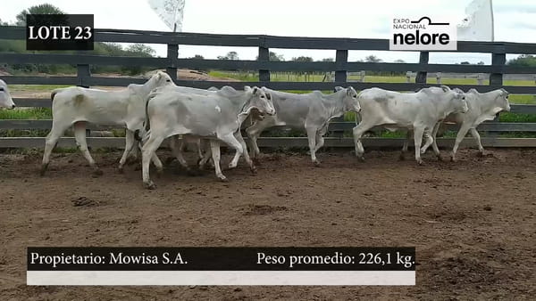 Lote Expo Nacional Terneras - Lote 23