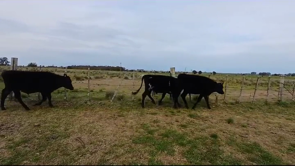 Lote NOVILLOS  HOLANDO