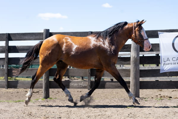 Lote SPOOK GO PASS (PREP 3)