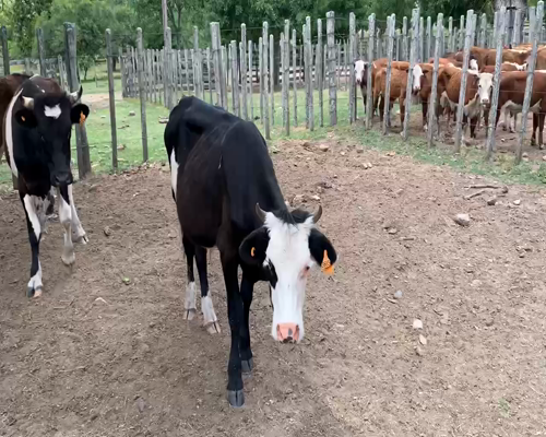 Lote 4 Novillos 1 a 2 años en Melo, Cerro Largo