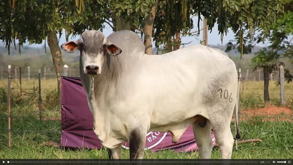 Lote LOTE 54