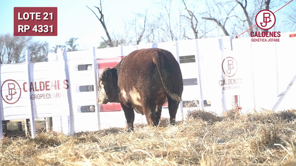 Lote Toro PR