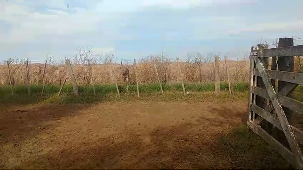 Lote 80 Novillitos en Huanguelen