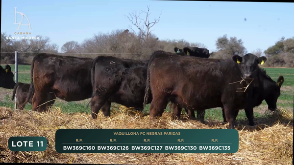 Lote VAQUILLONAS PC PREÑADAS