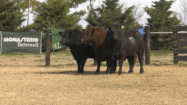 Lote TOROS ANGUS PUROS CONTROLADOS